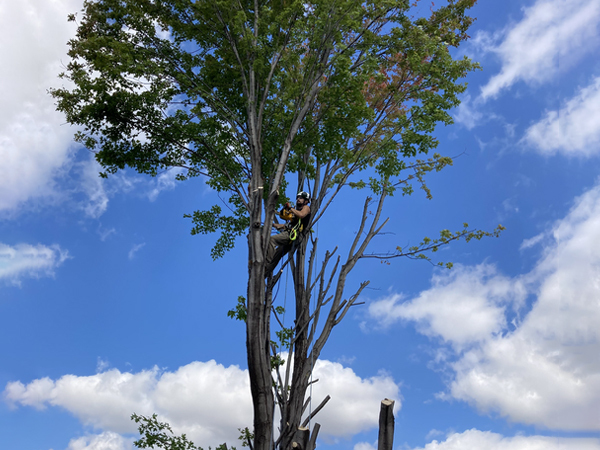 landscape storm damage