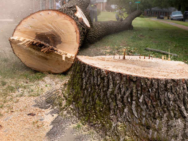 tree removal services near you