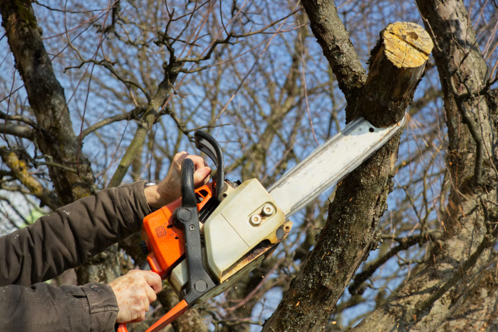 tree trimming near you