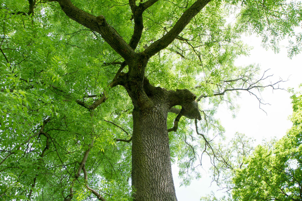 Protecting Ash Trees: A Guide To EAB Injection Treatments - Well Rooted ...