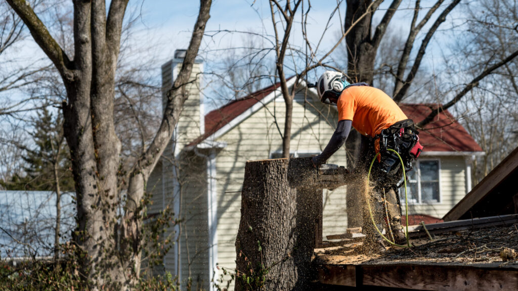 Tree removal