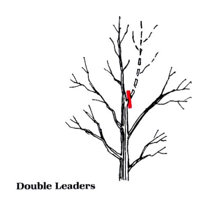 Double leaders tree growth training diagram - Well Rooted Gardens