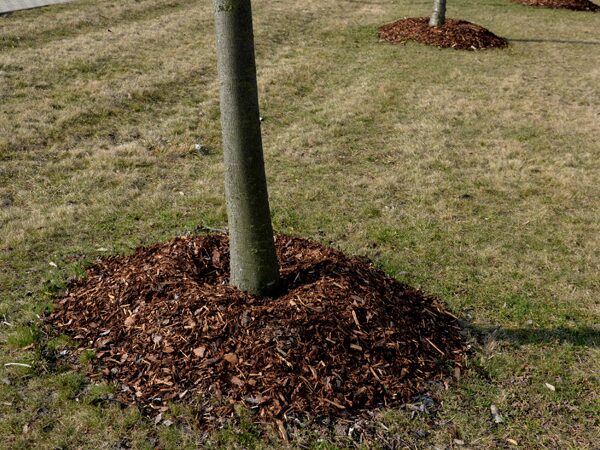 Mulching with organic mulch