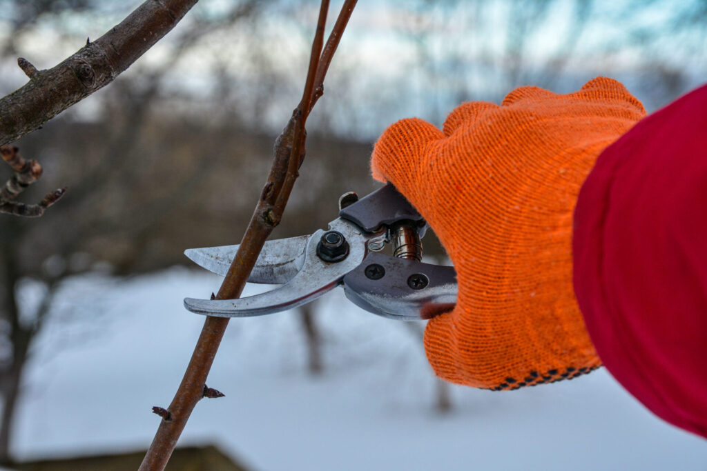 Tree pruning