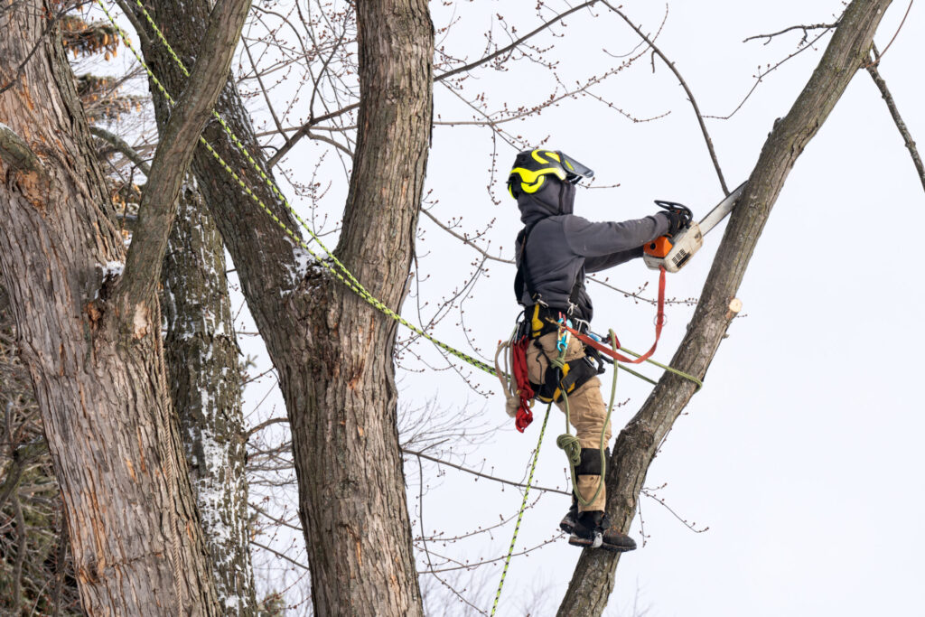 Winter Tree Care Services
