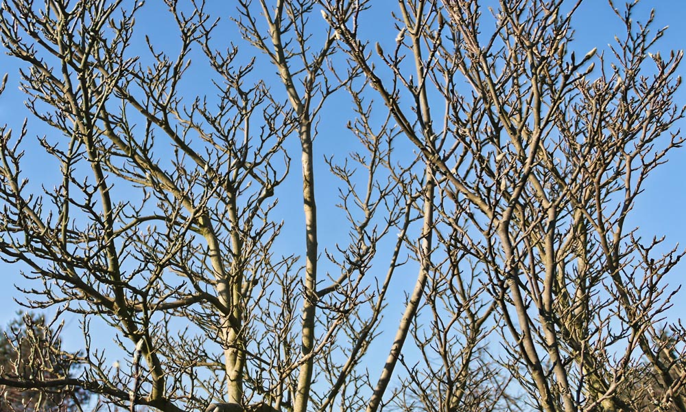 Professional winter tree pruning service