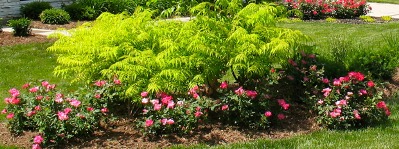 Routine Landscape Maintenance